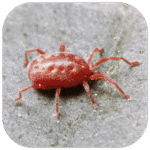 RIDofMITE